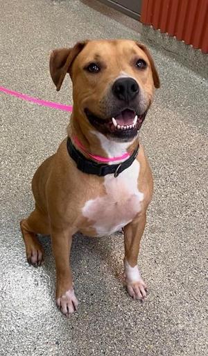 Luda, Hound / American Bulldog, adult, available for adoption
