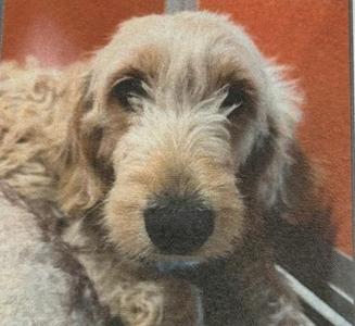 Juniper, Standard Poodle / Mixed Breed, adult, available for adoption