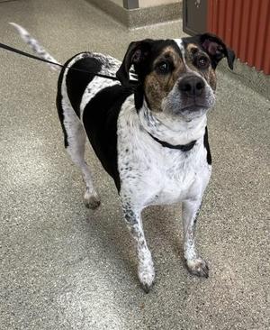Bandit, Coonhound / Mixed Breed, adult, available for adoption