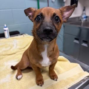 Lucky, Dachshund / Mixed Breed, young, available for adoption
