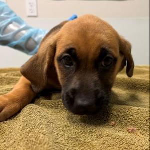 Pie, Shepherd / Mixed Breed, young, available for adoption