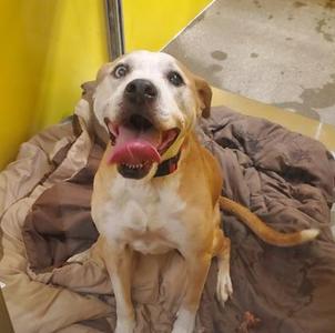 Kenzie, Labrador Retriever / Mixed Breed, senior, available for adoption