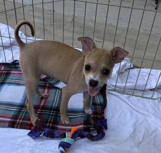 Penelope, Chihuahua / Mixed Breed, young, available for adoption