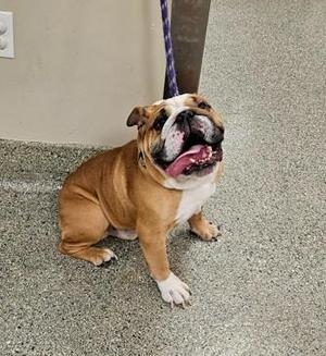 a brown and white bulldog sitting on a concrete floor, looking up with its mouth open