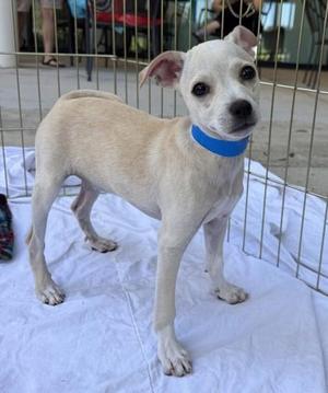 Falkor, Chihuahua / Mixed Breed, young, available for adoption