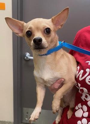 Chobani, Chihuahua, adult, available for adoption
