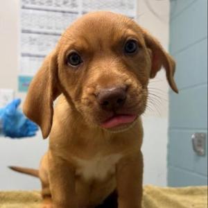 Bonfire, Shepherd / Mixed Breed, young, available for adoption