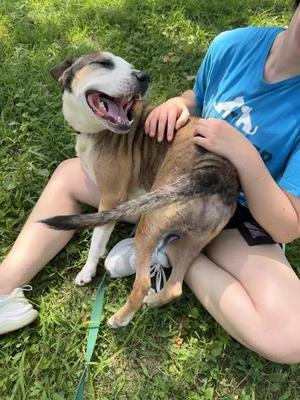 Bombay, Mixed Breed, adult, available for adoption