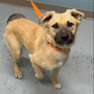Macaroni, Shepherd / Mixed Breed, adult, available for adoption