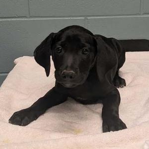 Mercury, Labrador Retriever / Mixed Breed, young, available for adoption