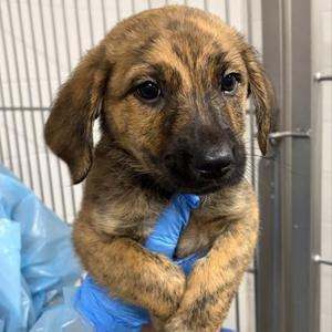Crisp, Shepherd / Mixed Breed, young, available for adoption