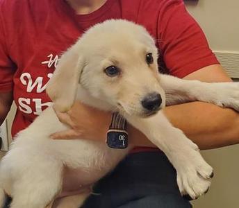 Phoenix, Great Pyrenees / German Shepherd Dog, young, available for adoption