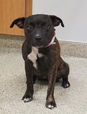 Flutter, American Staffordshire Terrier / Mixed Breed, adult, available for adoption