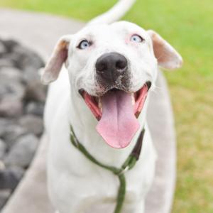 A close-up photograph of a happy white dog with bright blue eyes and its tongue hanging out.