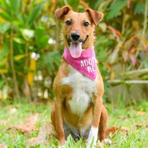 Lady, Mixed Breed (Medium), adult, available for adoption