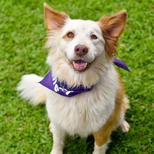 Arwen, Mixed Breed (Medium), senior, available for adoption