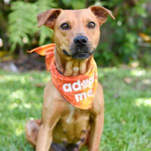 Georgia, Mixed Breed (Medium), adult, available for adoption