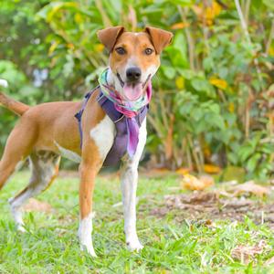 Guppy, Mixed Breed (Medium), adult, available for adoption