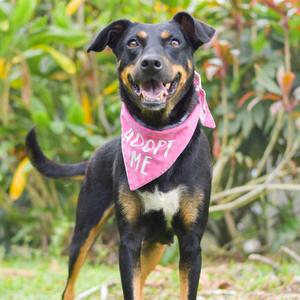 Dolly, Mixed Breed (Medium), adult, available for adoption