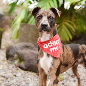 Keebler, Mixed Breed (Medium), adult, available for adoption