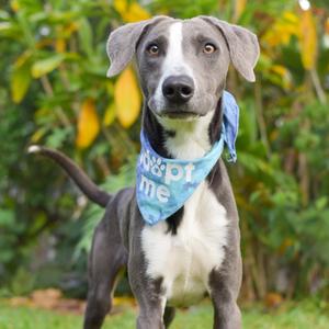 Mackerel, Mixed Breed (Medium), adult, available for adoption