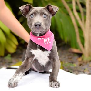 Luna, Mixed Breed (Medium), puppy, available for adoption