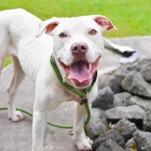 Baby Beluga, Mixed Breed (Medium), adult, available for adoption