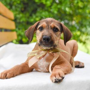 Kinako, Mixed Breed (Medium), puppy, available for adoption