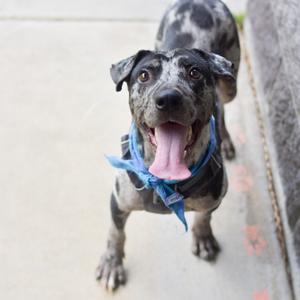 A close-up, high-angle shot of a merle pit bull mix dog wearing a blue bandana and a harness. The dog is looking up and to the left with its mouth open and tongue hanging out. The background is a light gray concrete sidewalk and a dark gray wall.