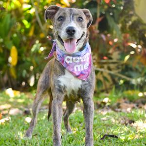 Jessie, Mixed Breed (Medium), adult, available for adoption