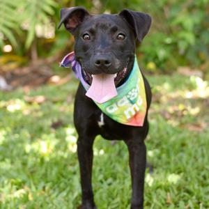 Magnolia, Mixed Breed (Medium), adult, available for adoption