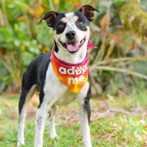Dodger, Mixed Breed (Small), adult, available for adoption