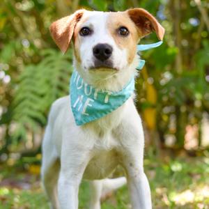 Lucky, Mixed Breed (Medium), adult, available for adoption