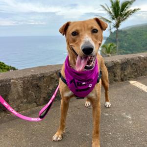 Chantilly, Mixed Breed (Medium), adult, available for adoption