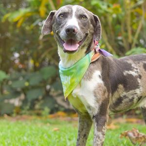 Benny, Mixed Breed (Medium), adult, available for adoption