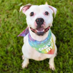 Chiclet, Mixed Breed (Medium), adult, available for adoption