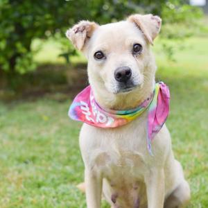 Coconut, Mixed Breed (Medium), senior, available for adoption