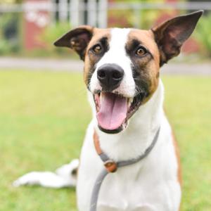 A happy-looking dog with white and brown fur, a black nose, and dark eyes, panting with its tongue out while sitting on a grassy lawn.