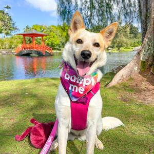 Kylie, Mixed Breed (Medium), adult, available for adoption