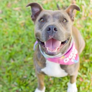Callie, Mixed Breed (Medium), adult, available for adoption