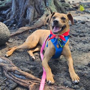Honey, Mixed Breed (Medium), adult, available for adoption