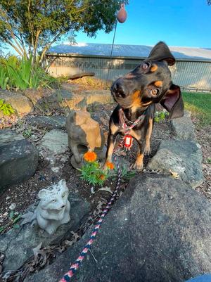 Rainier, Doberman Pinscher / German Shepherd Dog, puppy, available for adoption