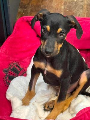 Zion, Doberman Pinscher / German Shepherd Dog, puppy, available for adoption