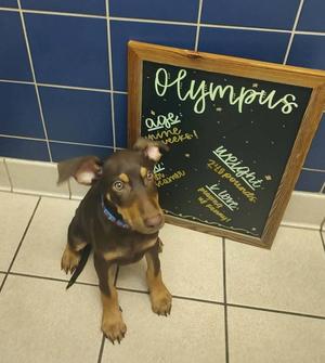 Olympus, Doberman Pinscher / German Shepherd Dog, puppy, available for adoption
