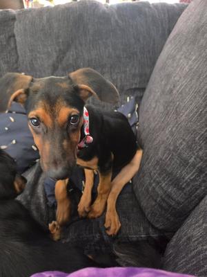 Helen, Doberman Pinscher / German Shepherd Dog, puppy, available for adoption
