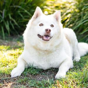 LYLA, Siberian Husky, senior, available for adoption