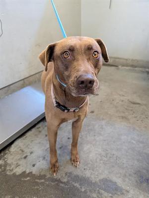 A brown dog with a blue leash standing on a concrete floor.
