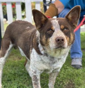 *Brooks, Australian Cattle Dog Mix, adult, available for adoption