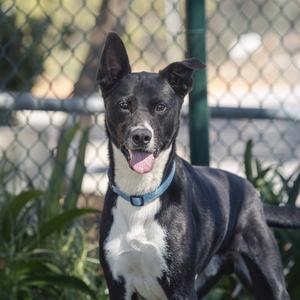 JOJO, Labrador Retriever and Border Collie, adult, available for adoption