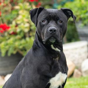 ATHENA, Pit Bull Terrier and Labrador Retriever, adult, available for adoption